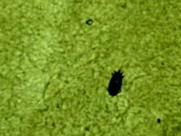 parasiten 011.jpg