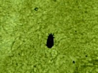 parasiten 012.jpg