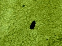 parasiten 013.jpg