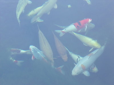 DSCF1052.JPG