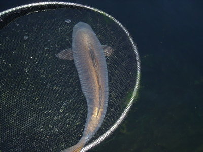 DSCF1158.JPG