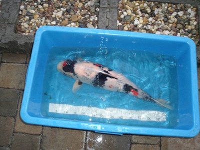 DSCF1190.JPG