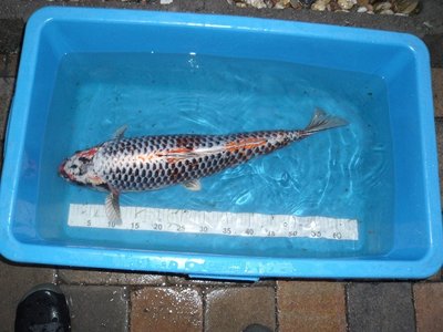 DSCF1211.JPG