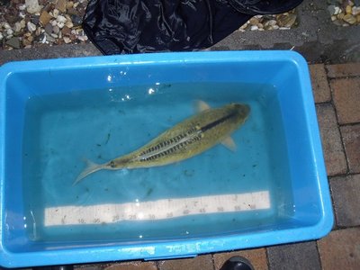 DSCF1214.JPG