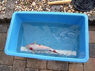DSCF1231.JPG