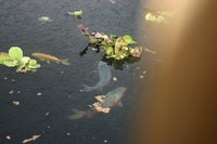 teich 26.08.2010 056 [800x600].jpg