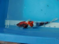 27.8.2010 006.jpg