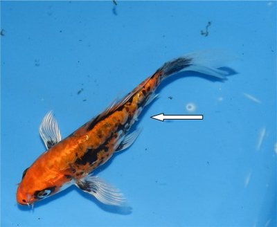 koi pilz 1.jpg