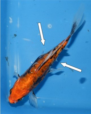 koi pilz 3.jpg