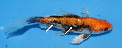 koi pilz 5.jpg