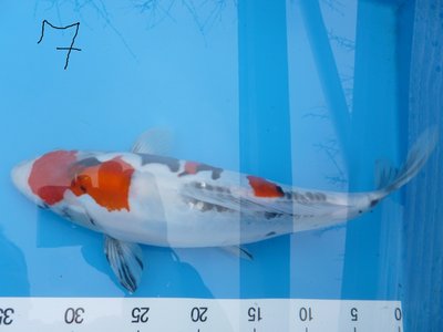 a97.jpg