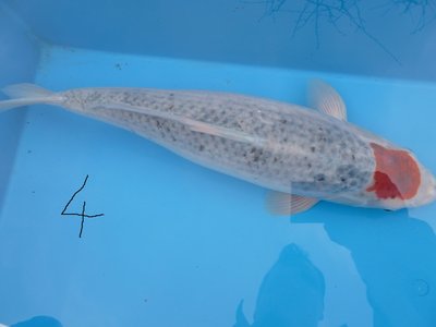 a9.jpg