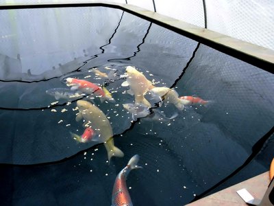 koi1.JPG