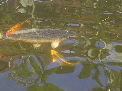 IMG-20120716-00026.jpg