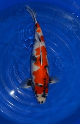 Nogami Showa - Kopie.jpg