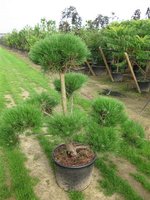 Pinus nigra nigra bonsai 2010.jpg