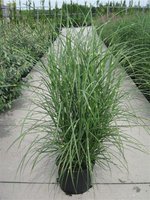 Miscanthus sin. Zebrinus 2010.jpg