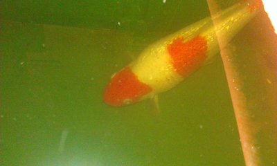 Koi 1.jpg