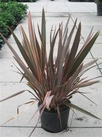 Phormium Maori Queen (Rainbow) 2010.jpg