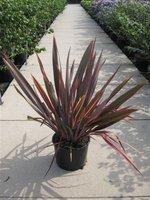 Phormium Sundowner 2010.jpg