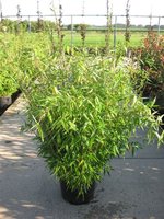 Fargesia murieliae 2010.jpg