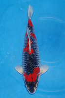 goshiki-50cm-m-dsc_9645.jpg