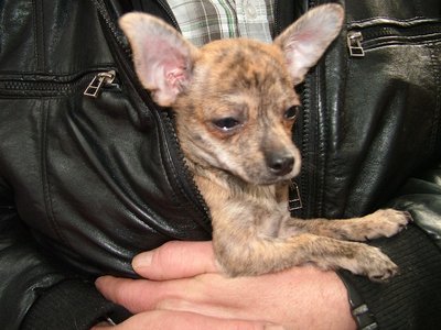 Hund0573.JPG