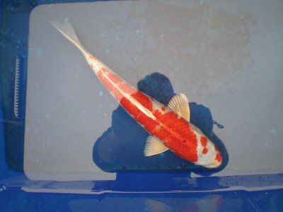 Sakura Ogon.JPG