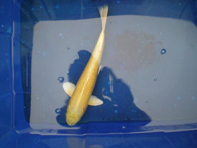 Yamabuki.JPG