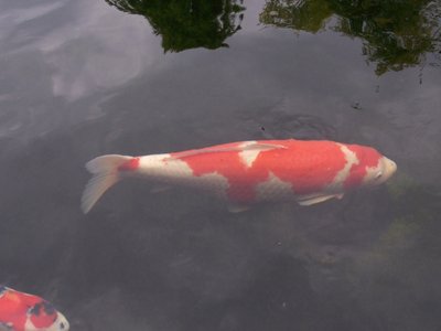 Kohaku (Pirat) 81 cm.jpg