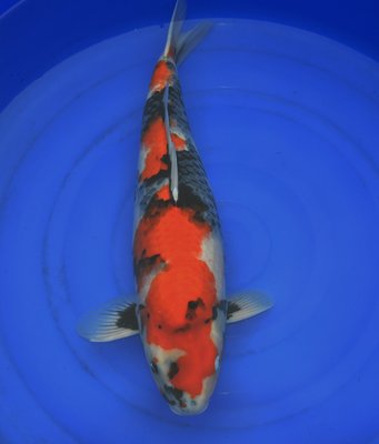 Nogami Nisai 62cm - Kopie.jpg