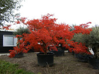 Acer palm. Seiryu solitair 2.jpg