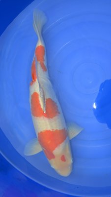 Sensuke Kohaku 63cm.jpg