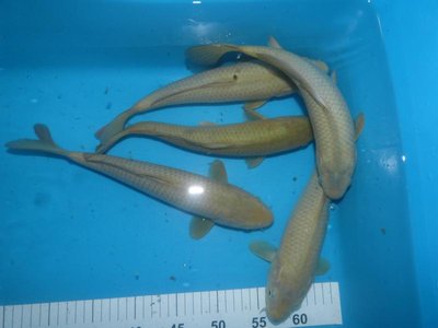 Chagoi.JPG
