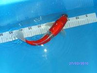 Koi Hasenmühle  025.JPG