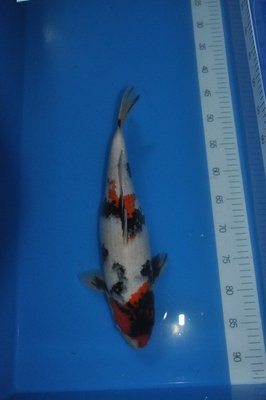 VB-250 Euro 40 cm.JPG