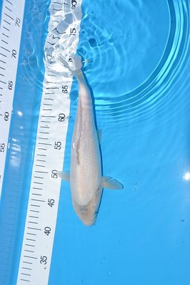 VB-180 Euro,42 cm.JPG