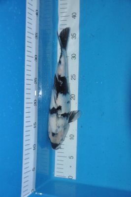 VB-180 Euro,35 cm.JPG