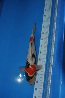 VB-200 Euro,42 cm.JPG
