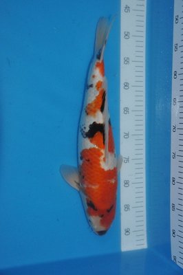 VB-250 Euro,44 cm.JPG