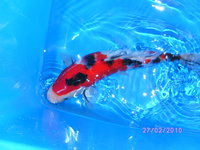 Koi Hasenmühle  055.JPG