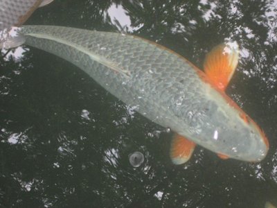 Asagi - 1200.-, da verheilende Verletzung - 80-85cm2.jpg