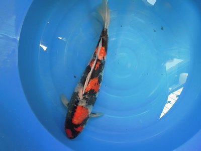 Showa1 - 650.- ca.55cm1.jpg