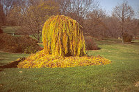 larix decidua.jpg