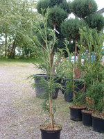 Chryptomeria.JPG