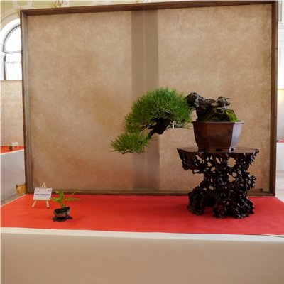 Arco - Bonsai 133 (2).jpg