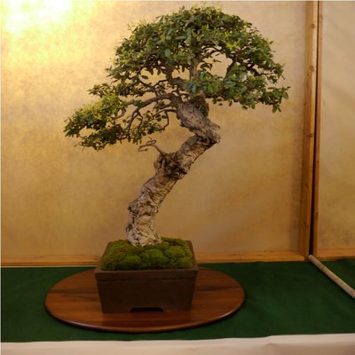 Arco - Bonsai 143 (2).jpg
