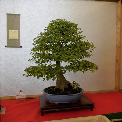 Arco - Bonsai 144 (2).jpg