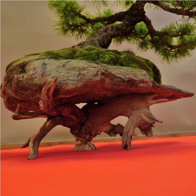 Arco - Bonsai 165.JPG