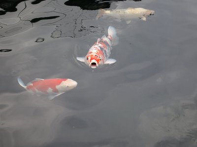 tn_IMG_0243.JPG